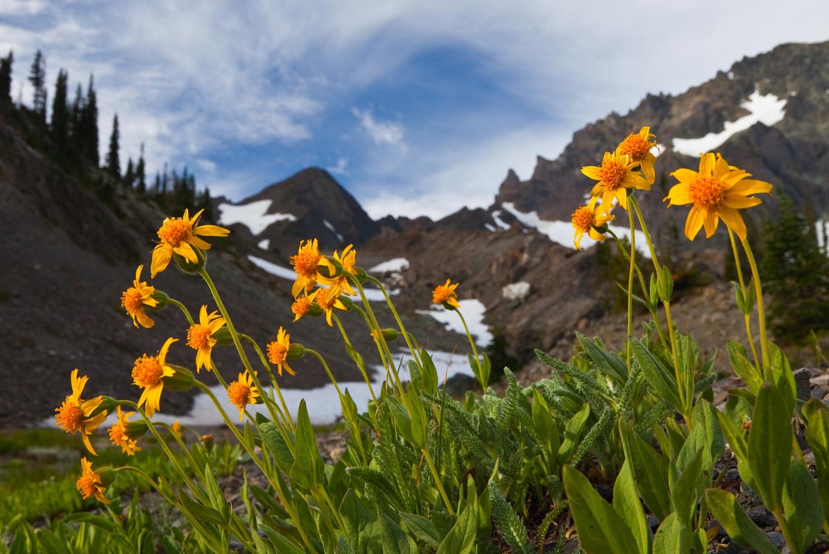 Arnica